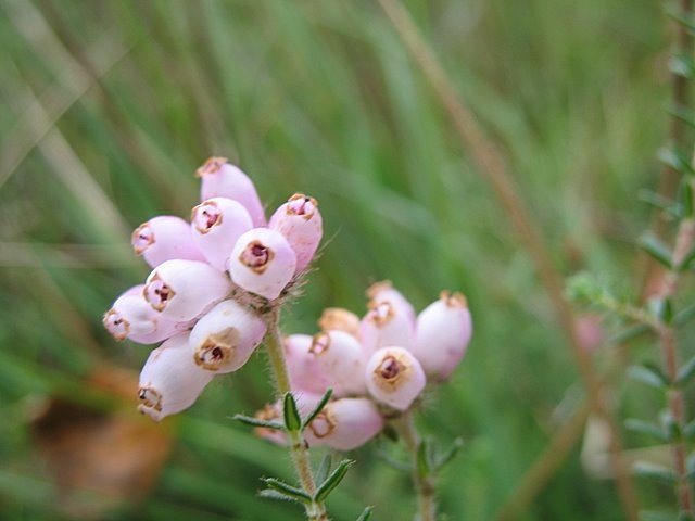 Erica tetralix